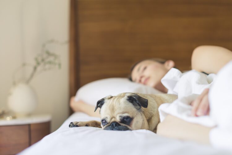 Dormir con nuestras mascotas: beneficios e inconvenientes de hacerlo